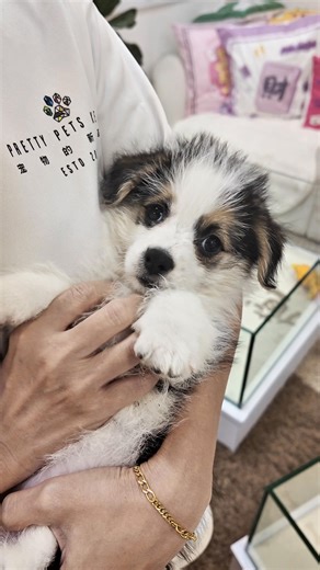 Make room in your heart and home — a precious little soul has so much love to give and is waiting patiently for a family to call their own. 🐾💕 Adoption can change both your lives forever.