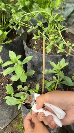 Natural sweetener of stevia leaves from a mini garden in a home yard. #gardening #stevia #workhouse