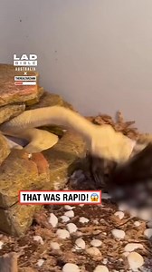 It happened in a blink 😳🐍 | LADbible Australia
