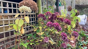 45 reactions · 14 comments | Fascinated by these strange mushrooms growing in this location. They’re actually very beautiful in a lacy sort of way. | Zwartbles Ireland | Facebook