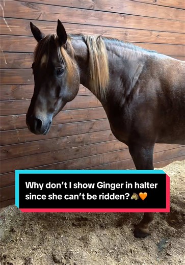 Showing Ginger in a Halter: A Unique Perspective