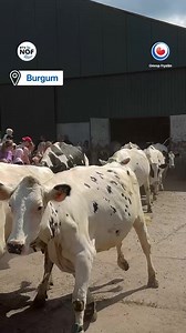 48K views · 563 reactions | In soad minsken seagen fan 'e middei op de Wâldpleats yn Burgum nei de kowedûns én dat smiet moaie bylden op! (Fia RTV NOF - Noordoost Friesland) | Omrop Fryslân | Facebook