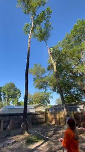 Dropping tops #treework #treeservice #treeremoval #oaktree #aborist #climber #rigger #bluecollar #explore #florida | Tree RK