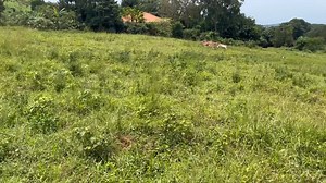 PLOTS ON TARMAC ROAD WITH LAND TITLES BOOK ONE NOW! | Praise Property Consults Uganda Limited