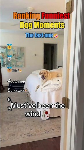 Ranking Funniest Dog Moments🤣