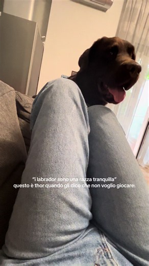 attenzione labrador pericoloso ⚠️ #labrdorretriever #labradorchocolate #funnymemes