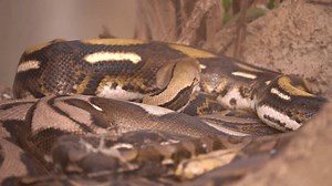 Malayopython Reticulatus Reticulated Python Slithering Close Stock Footage Video (100% Royalty-free) 1100473883 | Shutterstock