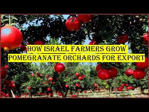 How Israel Farmers Grow Pomegranate Orchards for Export| Technology Used| Explained