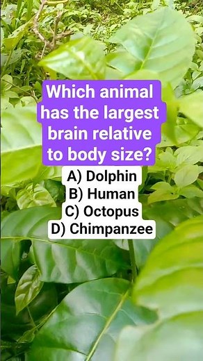 Which animal has the largest brain relative to body size?