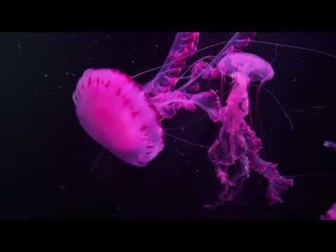 "Jellyfish Aliens of the Deep Sea – The Ocean’s Living UFOs"