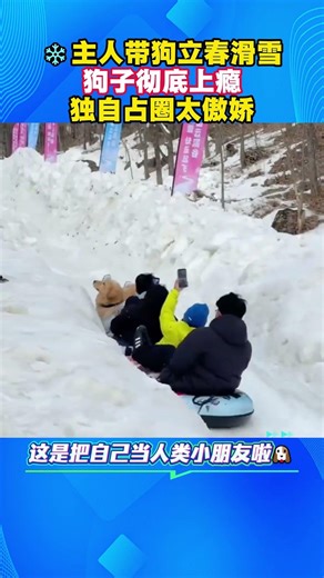 🐶❄️主人带狗立春滑雪，狗子彻底上瘾，独自占圈太傲娇！# 萌宠搞笑日常 #狗狗滑雪名场面 #立春玩雪现场
