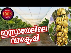 ഇസ്രായേലിലെ വാഴ കൃഷി Banana farming in Israel malayalam, agricultural technology, banana harvesting