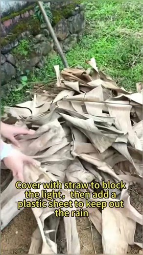 Want to grow soyabean sprouts? Try this method | Agroboomerz