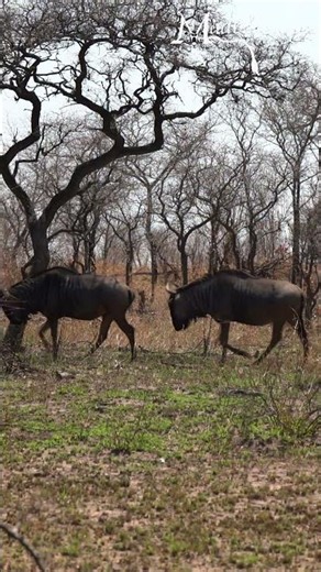 Blue wildebeest in the Kruger National Park, South Africa.