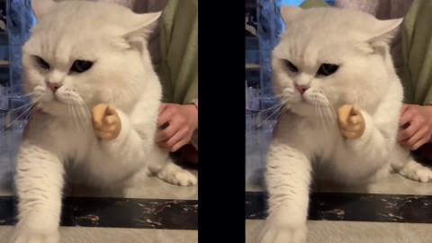 Mini Hands for Cats, 3Pcs Cat Paws Tiny Hands Miniature Finger Puppets, Mini Gloves Funny Pet Interactive Toys, Stretchable Rubber Little Small Hands for Kittens & Puppies