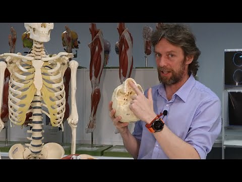 Palate (anatomy of the)