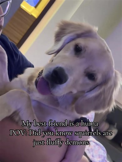 Best friend: human True love: squirrel doing zoomies Priorities: clear 🐿️💨 #SquirrelAddict #dogpack #fyp #doginfluencer #goldenretriever