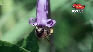 Pollination Model