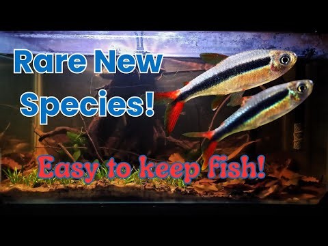 Red-Tailed Penguin Tetra, Neon Blue Rasbora & Congo Tetra — Three Species Worth Talking About