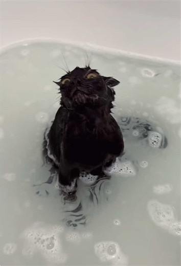 Funny moments of cats taking a bath 😹😹#cat #funnycat #funnnyvideos #usa #fyp
