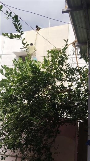 High-Rise Painting Safety Protocols UpgradesPainters face the highest risks when working at heights