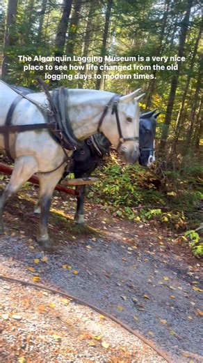 1.6K views · 12 reactions | The trail takes you through the story of...