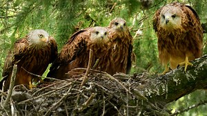 97K views · 4.9K reactions | In their final weeks in the nest, the red kite chicks grew strong & sure礪 Squabbles over food got slicker, new flight feathers made them sleeker, and when a goshawk came too close, the youngsters learned the look of danger. | Robert E Fuller | Facebook