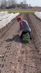 16K views · 86 reactions | We used to plant every bed using string...
