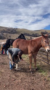 Cross Country Equine on Reels