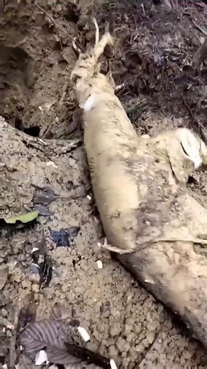 Can you tell the difference between the Yellow Tongkat Ali root and the bark? 🧐