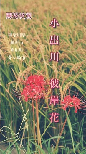 小出川彼岸花 の開花状況を見てきました2025 .09.18神奈川県藤沢寒川茅ヶ崎 #彼岸花 # Red spider lily: