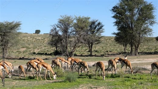 Herd of springbok antelopes (Antidorcas marsupialis) feeding in natural habitat, Kalahari desert, South Africa