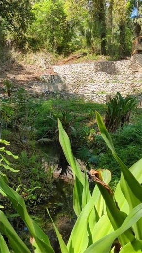 Rainbow Springs State Park Waterfall. #florida #nature #waterfall