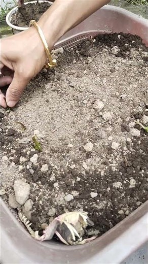 Easy and best tips for the mint growing #mint #shorts #homegardening