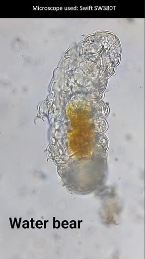 Water bear under microscope