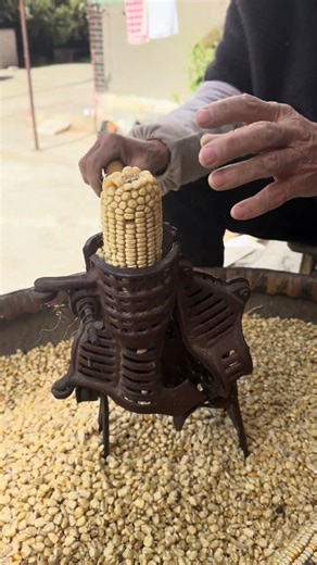 Old-school ingenuity! 🌽 This vintage corn stripper is still a beast. #shorts #vintage