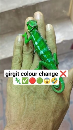 girgit colour change🦎|girgit| girgit ki video|girgit video #girgit #colorchange #shortsfeed #shorts