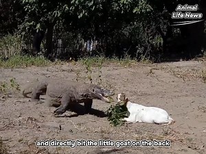 1.1M views · 4.9K reactions | Komedo Vs K4mbing Kec1l | Animal Life | Facebook