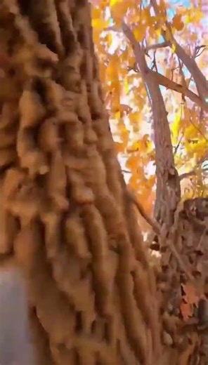 Squirrel's Autumn Acorn Hunt