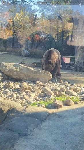 Pumpkin Bears #zoo #zootrip #animals #animalvideos