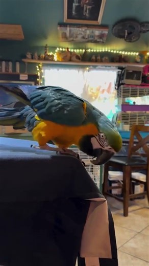 Goldie the Macaw — What Her Screaming Is Really Saying 🦜 Goldie isn’t being “loud”… she’s