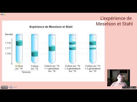 Semi-conservative DNA replication