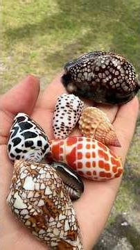 Magical mermaid shell tide pool treasure hunt!