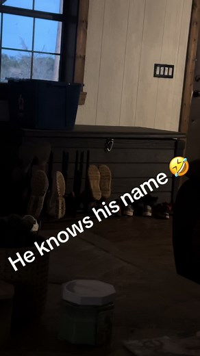 Burmese Python Max Entertains Indoors in Cold Weather