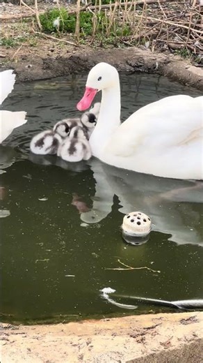 Coscoroba swan with cygnets #birds #waterfowl #swan