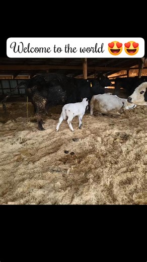 52 reactions · 5 comments | Just checking out the scenes...2 black angus calves and 9 British white/angus calves. The British White genetics are strong! #brittishwhitecross #reels #calves #reelsofinstagram #training #pretty | Rocky Ridge Livestock LLC | Facebook