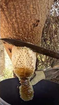 Harvest Wild Honey🍯National Pure Wild Honey🍯#honey #animal #honeybee #bee #bees #beehive #short 🐝🐝