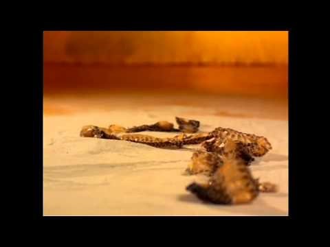 Nine Inch Nails - The Day The World Went Away (Official Video Restored)