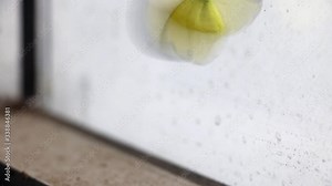 The yellow butterfly tries to fly out of the closed window. Tropical butterfly inside building, Laos.