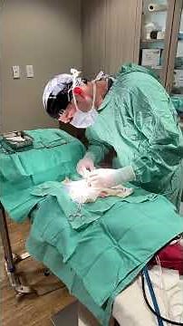 Bladder Stone Removal (Cystotomy) with Dr. Madison #cystotomy